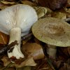 Lactarius blennius, Graugrüner Milchling